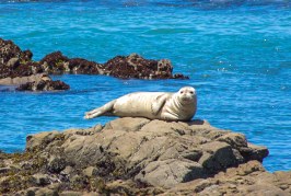 Harbor Seals: How and Where to Spot Them