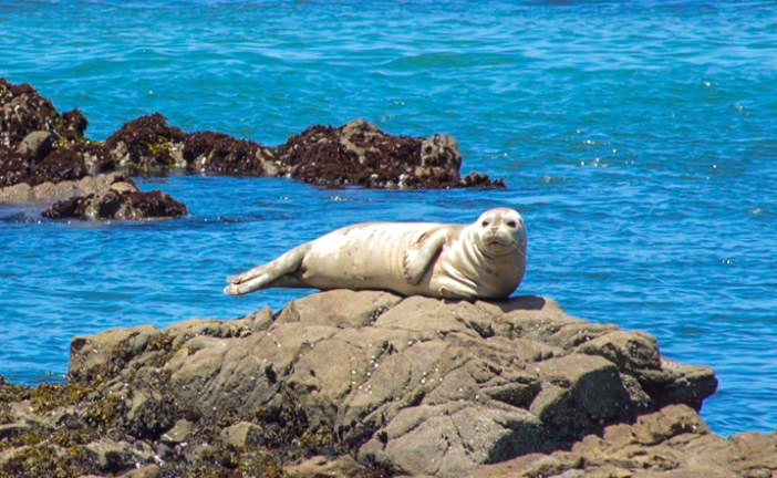 Harbor Seals: How and Where to Spot Them