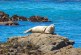 Harbor Seals: How and Where to Spot Them