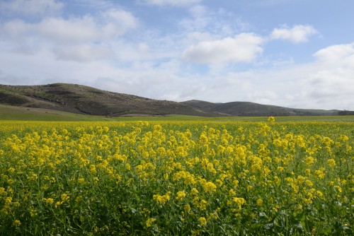 Wild mustard makes for a beautiful sea of yellow.