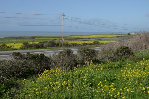 Wild mustard grows like a weed.