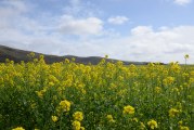 Wild Mustard Creates Beautiful Views and Tastes Good, Too