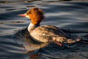 Living Along an Urban River: Birds of the San Lorenzo River