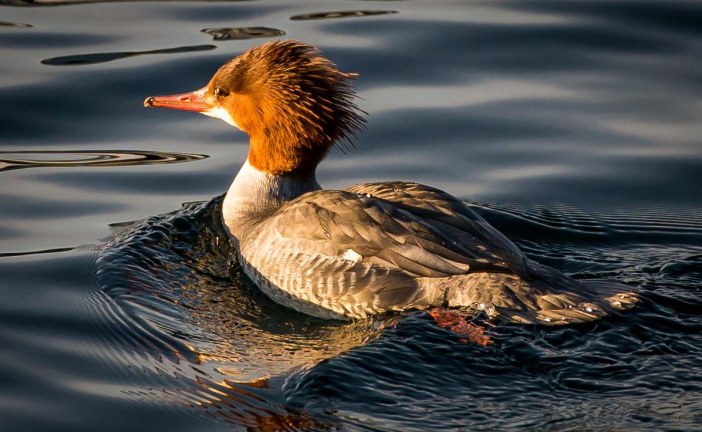 Living Along an Urban River: Birds of the San Lorenzo River