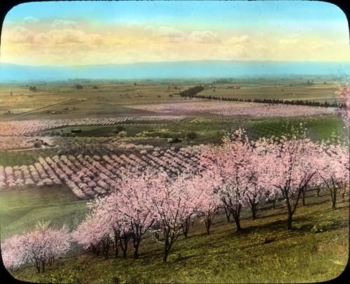 Prune Orchard Near Santa Clara, California Photo: Oregon State University Special Collections & Archives