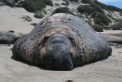 Bulls, Harems, and Pups at Año Nuevo