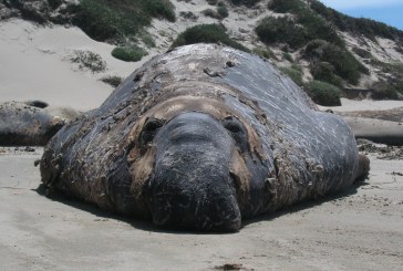 Bulls, Harems, and Pups at Año Nuevo