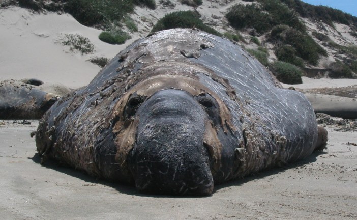 Bulls, Harems, and Pups at Año Nuevo