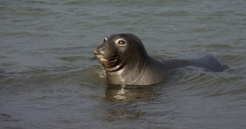 A female northern elephant seal in the ocean where she spends 10 months of the year foraging. Photo: Dan Costa