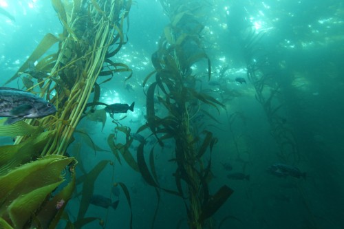 A typical central California kelp forest community at 40 foot depth, Pebble Beach, California, June 2010. Photo: Chad King/NOAA BMNS