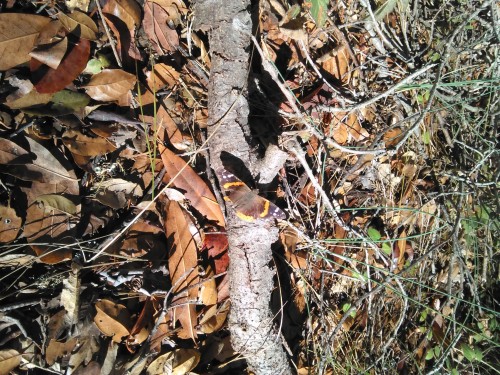 A slightly camouflaged red admiral butterfly rests and soaks in the sun upon a fallen branch found along the Fern Trail in the Mixed Evergreen Forest community. This insect has a very similar life cycle to the common Buckeye butterfly. Photo: Kylie Smith