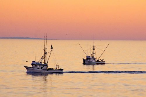 Fishing boats in the Monterey Bay. Photo: Courtesy of David Merrett CC BY 2.0