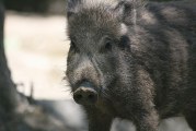 Origin of Feral Pigs in California