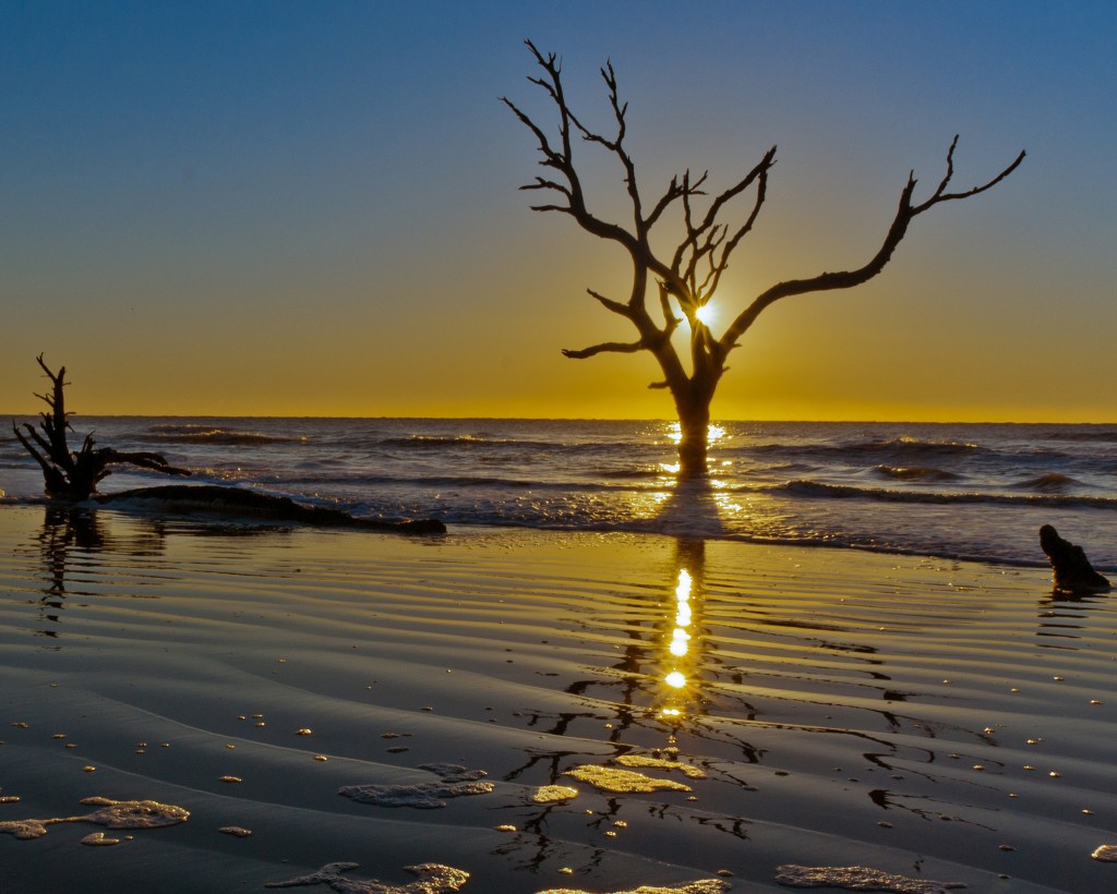 Boneyard Beach, on Bull's Island, 2012. Photo: Fran Trudeau CC BY-SA 2.0 