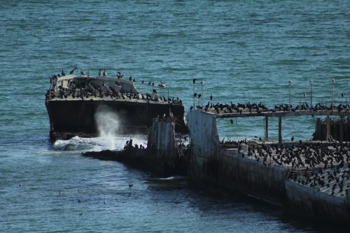 Abandon ship and abandon plans to develop this beach. The S.S. Palo Alto in 2016. Photo: Lauren McEvoy/Mobile Ranger