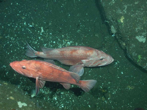 This photo of Cowcod (Sebastes levis) was taken in 2007 in the Cordell Bank National Marine Sanctuary. Photo: Courtesy of Dave Murfin / NOAA