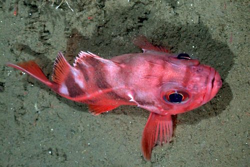 The photo of this colorful Blackgill rockfish (Sebastes melanostomus) was taken 1000 feet below the surface in the Sur Canyon. It was taken as a part of a research expedition conducted by NMFS in December, 2010. Photo: Courtesy of Kevin L. Stierhoff / NOAA SWFSC