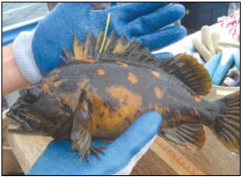 A tagged black and yellow rock fish. Photo: Courtesy of Noëlle yochum