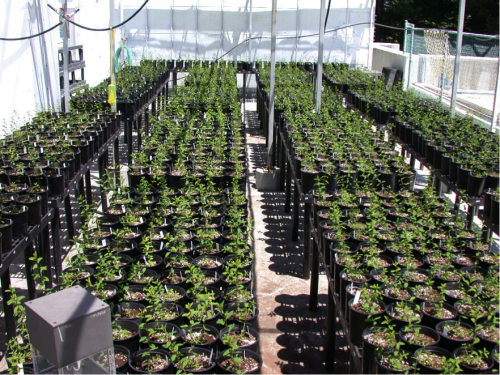 Outdoor local flora waiting to be transplanted to their respective restoration sites. Photo courtesy of Jim Velzy.
