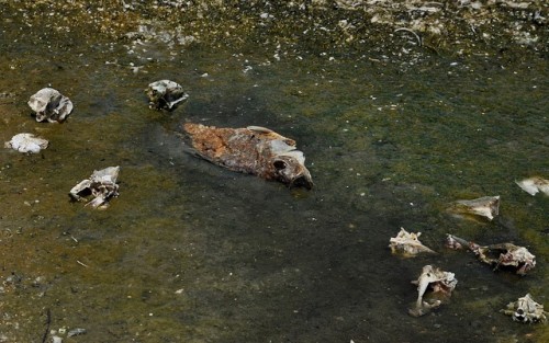 A dead fish in the Salton Sea, 2013. Photo by Livia Hyams.