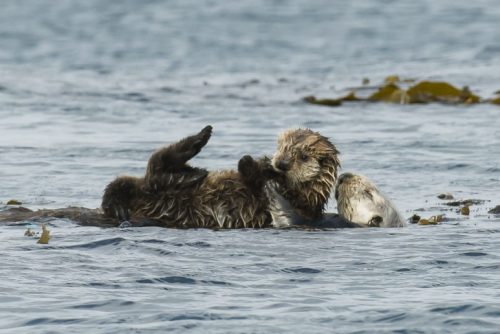 This pup will learn to eat crabs from its mom, indirectly protecting eelgrass habitat. Photo: Bart Selby