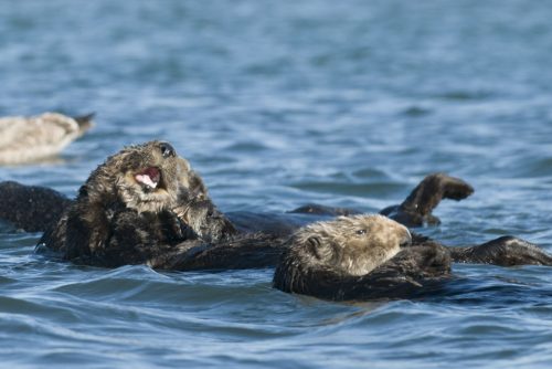 Otters hard at work, keeping Elkhorn Slough’s ecosystem balanced. 
