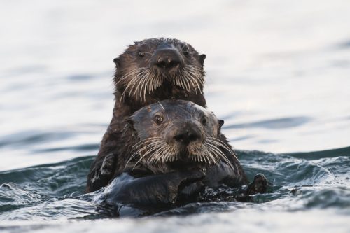 Everyone’s favorite keystone predator, the California sea otter. Photo: Bart Selby