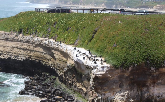Restoring Native Plants Helps Ocean Birds