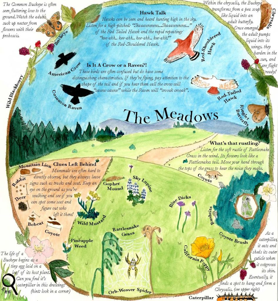 The meadow interpretive graphic that is part of the Pogonip Field Guide by Kylie Smith.