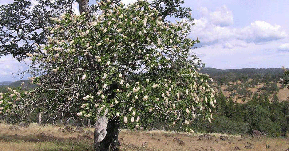 California Buckeye: Survivalist Beauty, but Foreign Appetites Beware