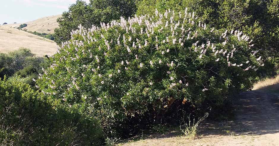 A flowering California buckeye. Photo: Mark Miner