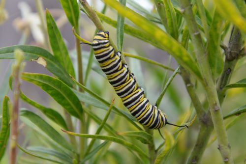 Closeup of aA monarch larvae on African milkweed (Asclepias fruticosa) in the milkweed nursery at Natural Bridges State Beach. Photo: Julia Gaudinski/Mobile Ranger