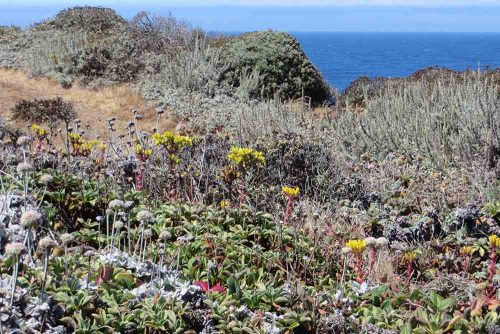Native coastal sage scrub vegetation at 3-Mile Beach (3 miles north of Santa Cruz). Coast buckwheat can be seen in the bottom left, dudleya are the yellow flowers in the center and California sagebrush dominates the back, right. Picture courtesy of and © Jackie Pascoe.