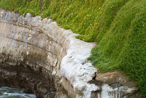 The ledge before ice plant removal in April 2011. Picture courtesy of and © Jonathan Fellis.
