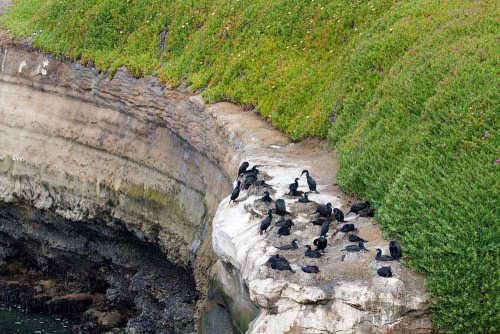 The same ledge one day after ice plant removal. Picture courtesy of and © Jonathan Fellis. 