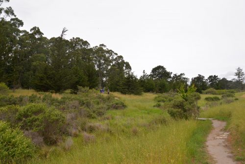 A row of Cypress trees planted on the east side of the eucalyptus trees. The monarchs cluster on the leaves of the eucalyptus but the cypress provide important additional shelter from the wind. Photo: Julia Gaudinski/Mobile Ranger