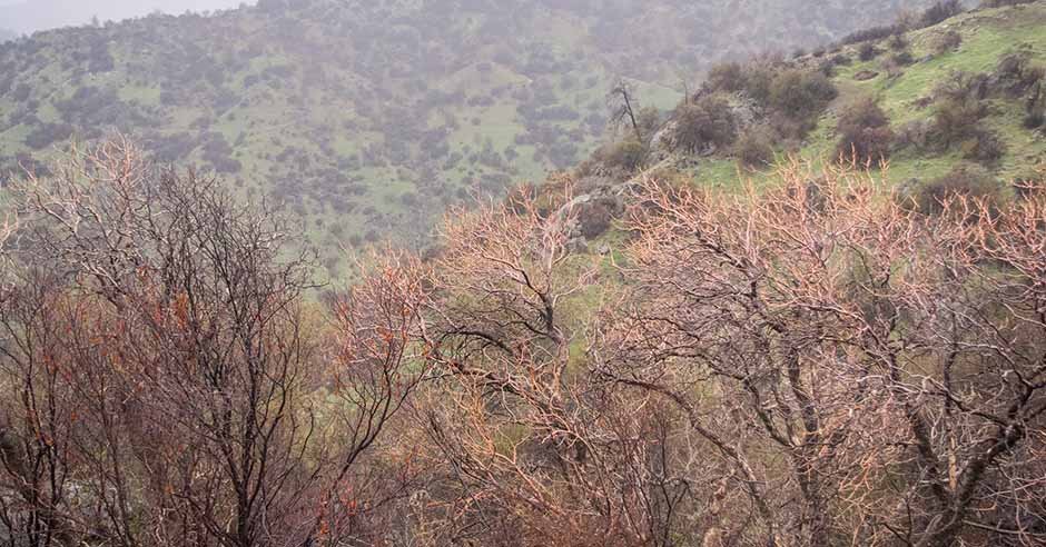 A dormant California buckeye. Photo: David Prasad