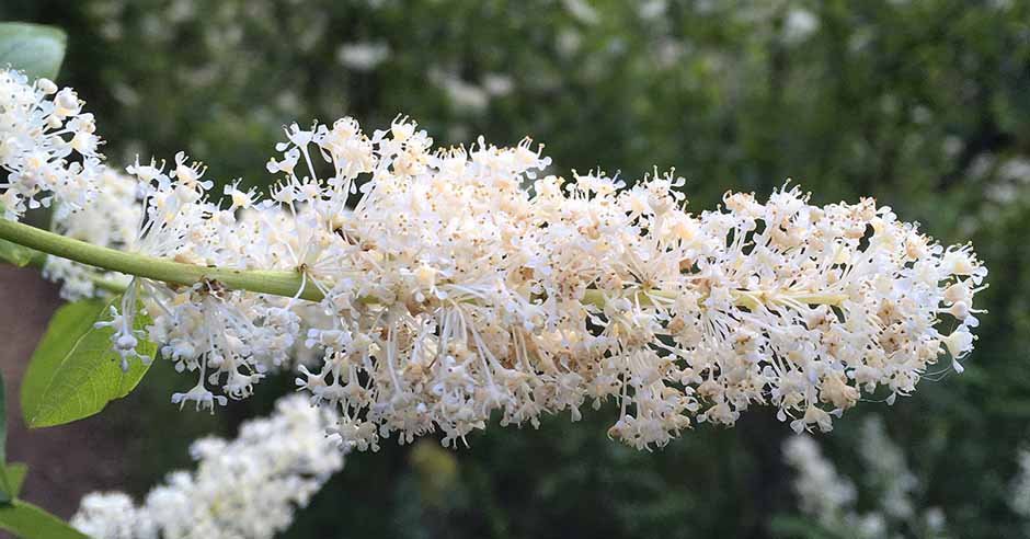 The flower, which is typically 6–8 inches long and 5–8 inches broad. Photo: Tim Berger