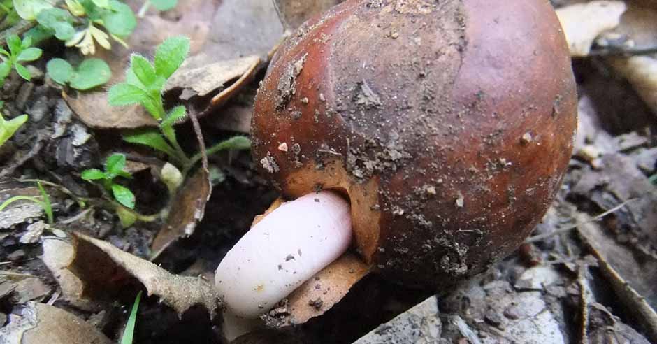 A germinating seed. Photo: Martin Jambon