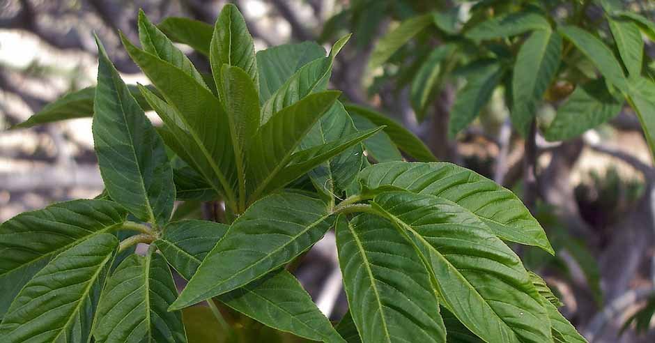 The green leaves. Photo: Cliff Hutson