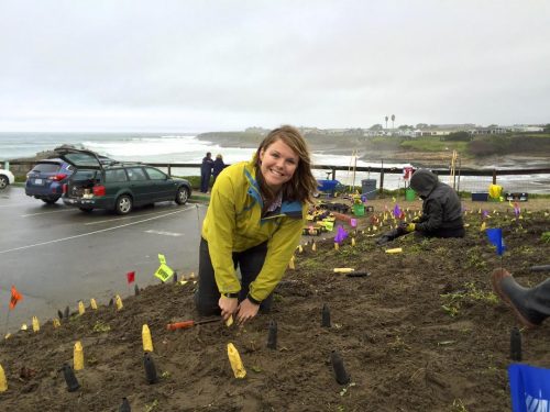Zora Thomas putting native plants in the soil at Natural Bridges, January 2016. Photo: Groundswell Coastal Ecology