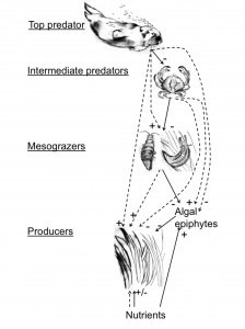 The trophic cascade at Elkhorn Slough. The top predator is the sea otter (E. lutris), the mesopredators are crabs (Cancer spp. and Pugettia producta), the epiphyte mesograzers are primarily an isopod (I. resecata) and a sea slug (P. taylori), and algal epiphyte competitors of eelgrass primarily consist of chain-forming diatoms, and the red alga Smithora naiadum. Solid arrows indicate direct effects, dashed arrows indicate indirect effects, and the plus and minus symbols indicate positive and/or negative effects on trophic guilds and eelgrass condition. C, competitive interaction; T, trophic interaction. Image:  Original artwork by A. C. Hughes and used with permission of the Proceedings of the National Academy of Science 2013 (see full citation below)