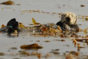Elkhorn Slough Sea Otters Offset Agricultural Runoff