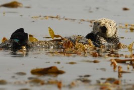 Elkhorn Slough Sea Otters Offset Agricultural Runoff