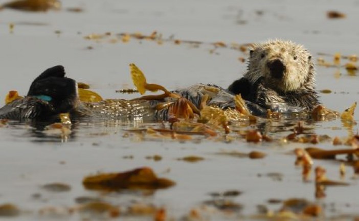 Elkhorn Slough Sea Otters Offset Agricultural Runoff