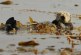 Elkhorn Slough Sea Otters Offset Agricultural Runoff