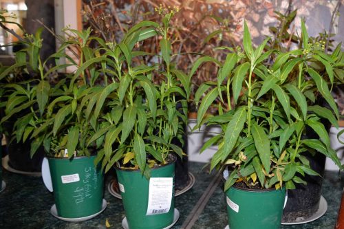 Milkweed (silky gold (Asclepias curassavica with a few larvae on the plants if you look closely. These plants are inside the visitor center where you can buy them and plant them in your yard to provide food for monarch larvae. Photo: Julia Gaudinski/Mobile Ranger.