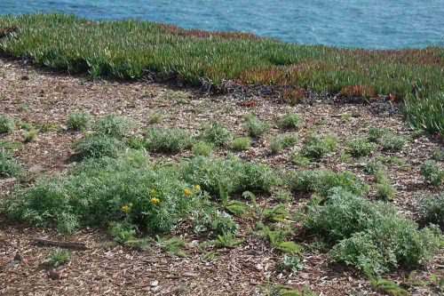 Native plant restoration between Natural Bridges State Beach and Chico Avenue shortly after planting in January, 2013. Photo: Julia Gaudinski/Mobile Rangher