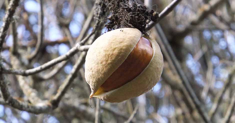 The large seed and leathery pod. Photo: Martin Jambon