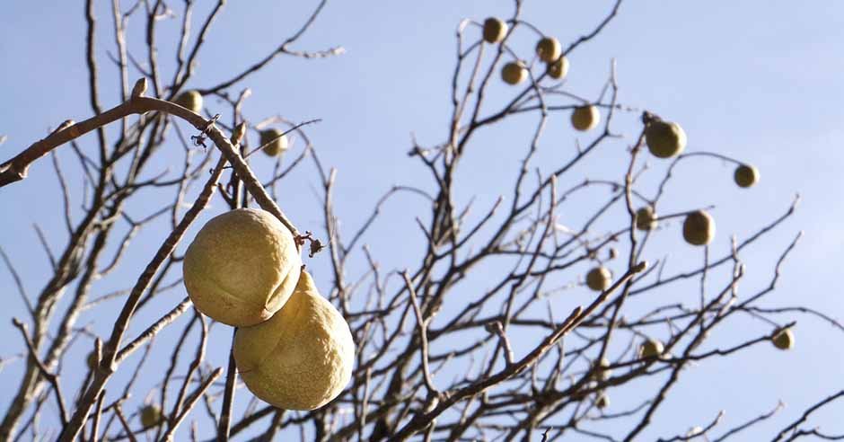 The majestic seeds hang on the leafless tree. Photo: Martin Jambon